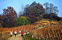 Spaziergang am Söhrenberg Spaziergang am Söhrenberg